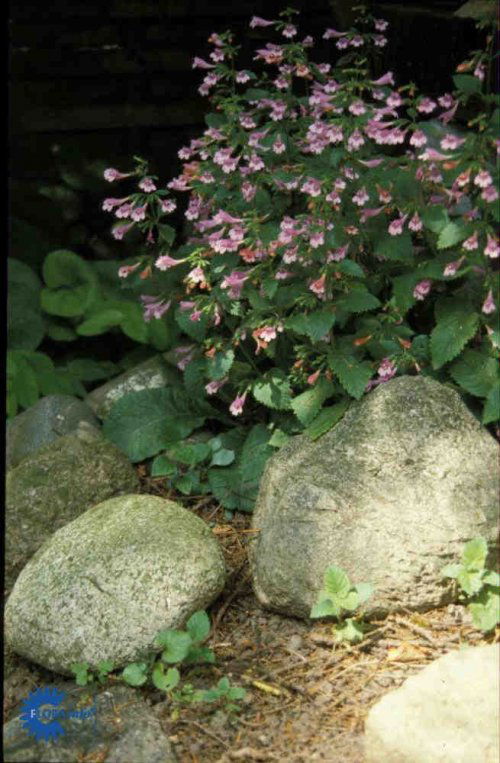 Calamintha grandiflora, Rosenmynte, 30 - 40 cm oprette stængle, små ægformede blade og rosa blomster, dufter, biblomst juni - september sol - halvskygge solitært, gruppe - bunddække, fx i humusrigt skovbed, 6/m2