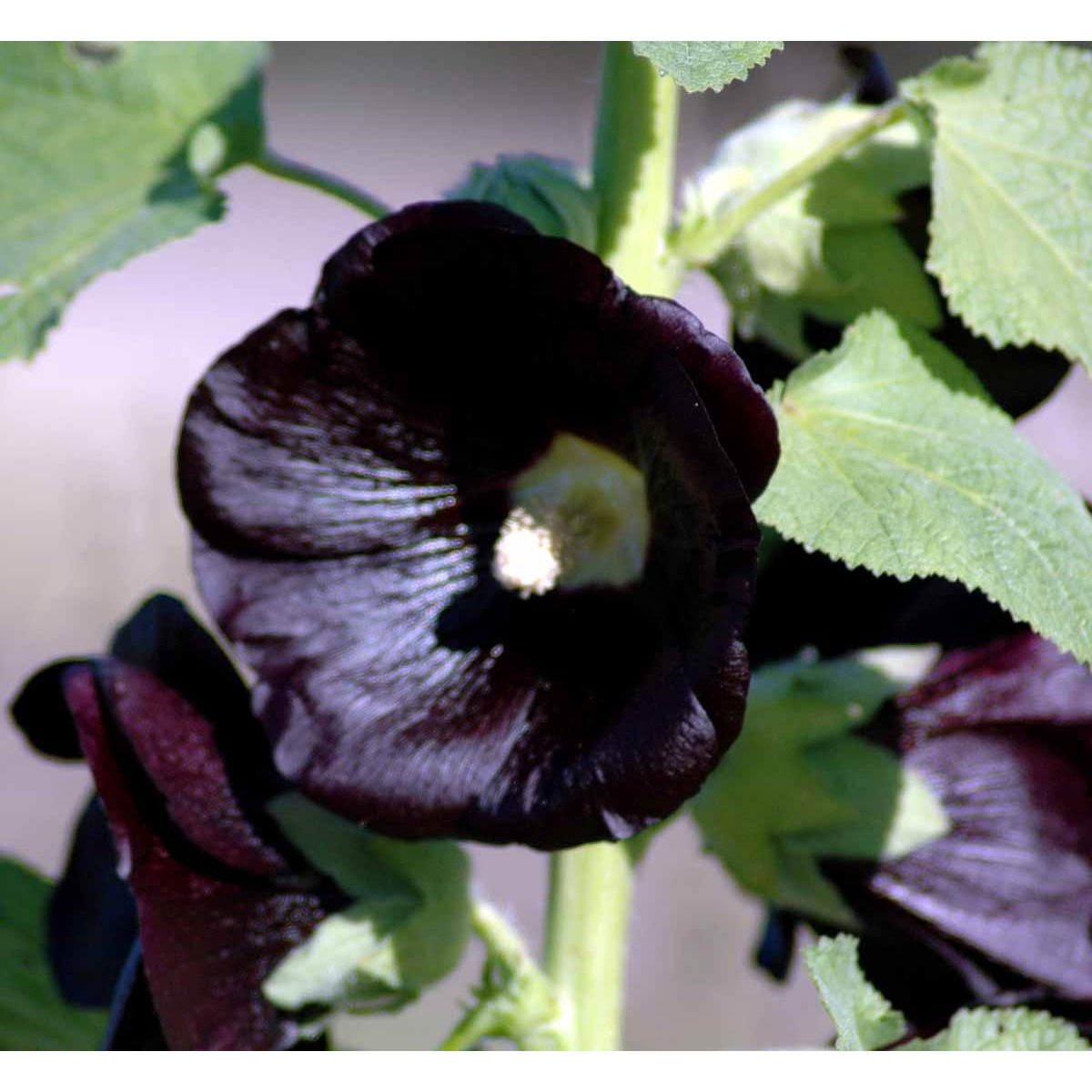 Stokrose 'Nigra' - Potte 1 liter