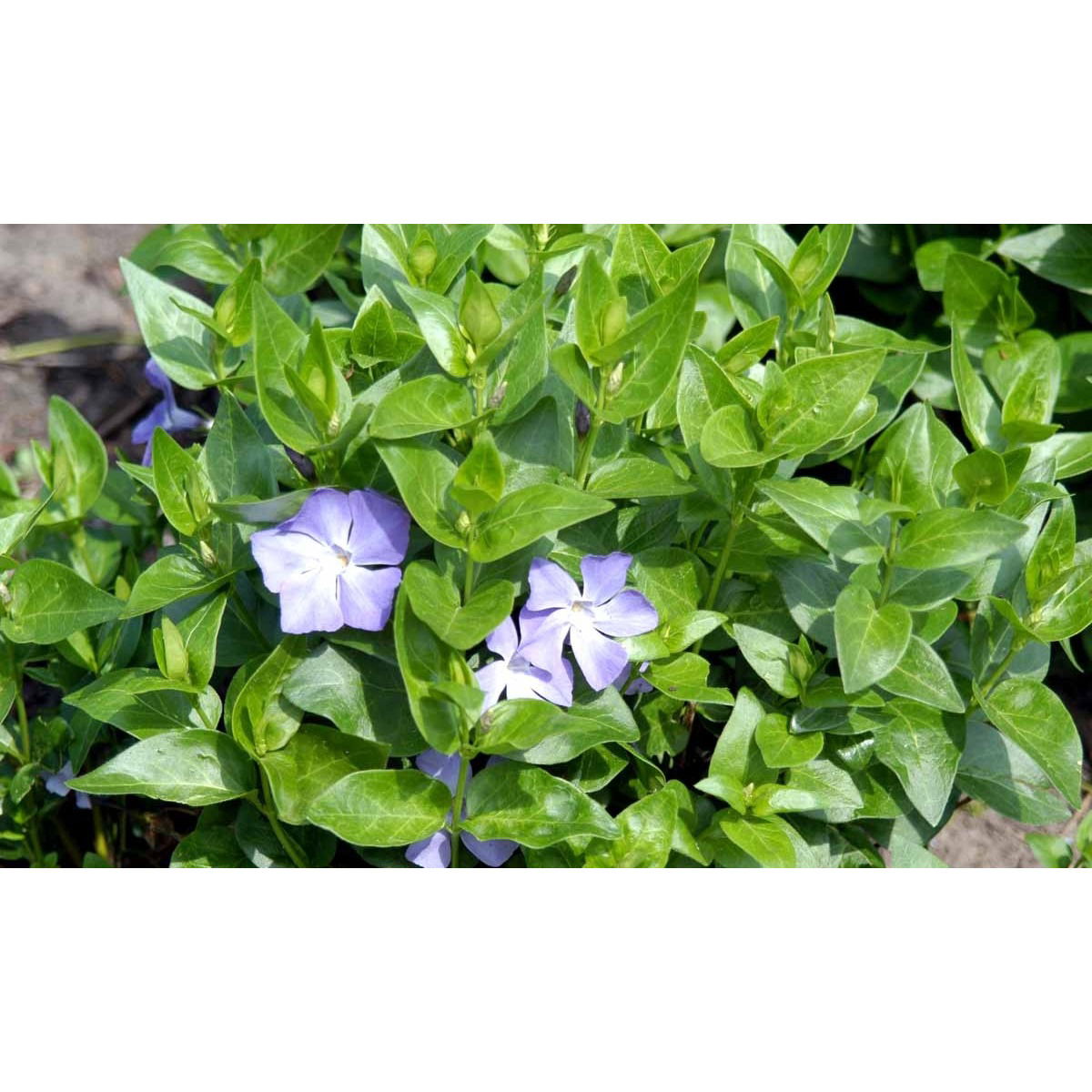 Storbladet Vintergrøn