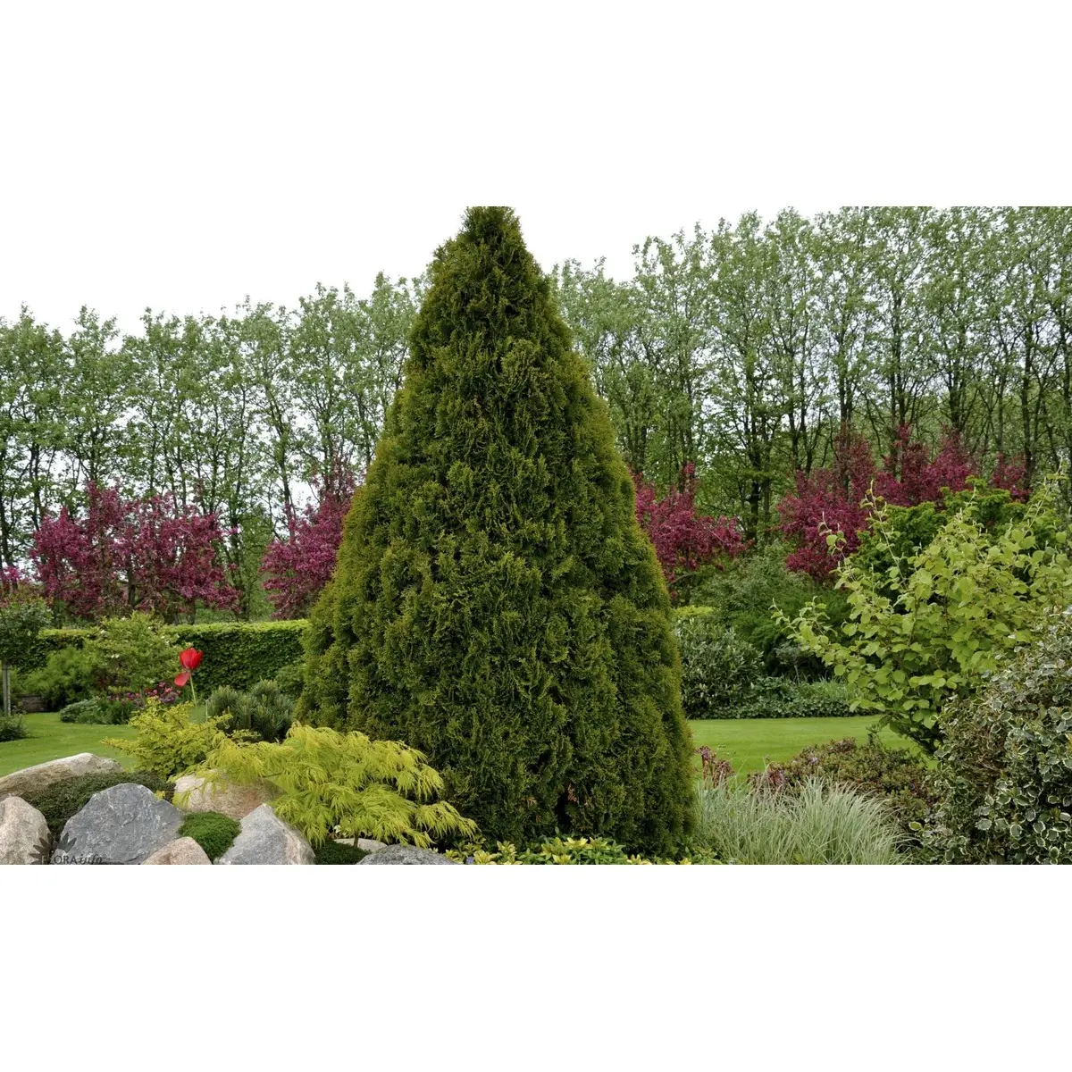 Almindelig Thuja &apos;Holmstrup&apos;