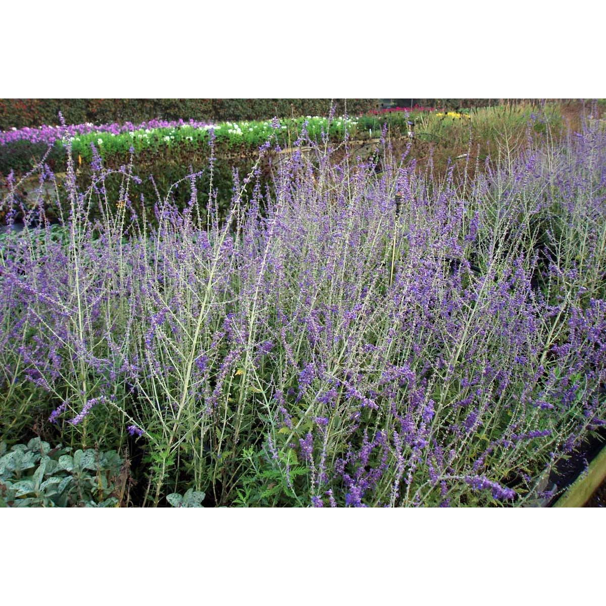 Russisk Salvie - Potte 4,5 liter