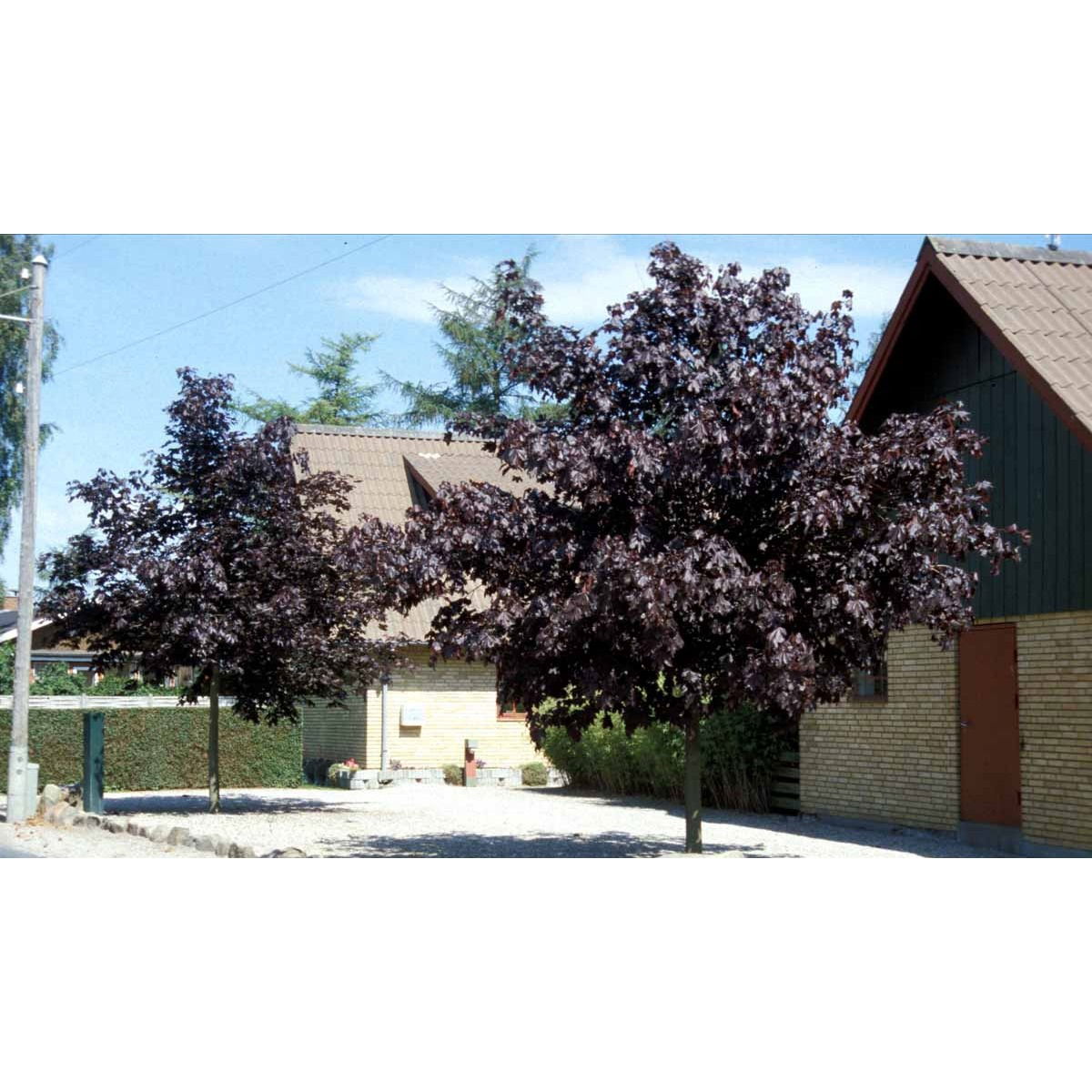 Rødbladet Spidsløn