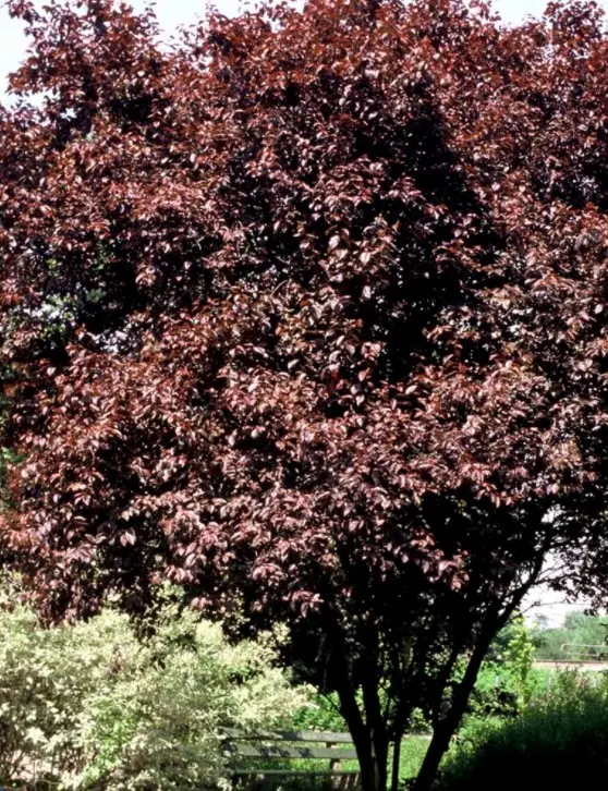 Blodblomme &apos;Nigra&apos;