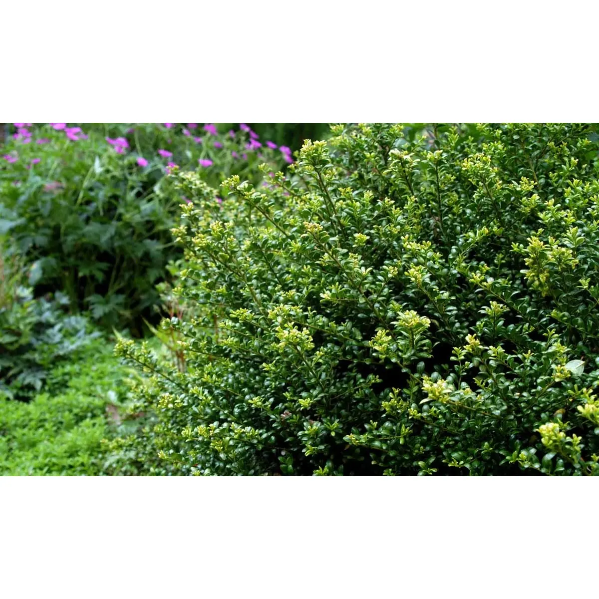 Dværgkristtorn 'Convexa'