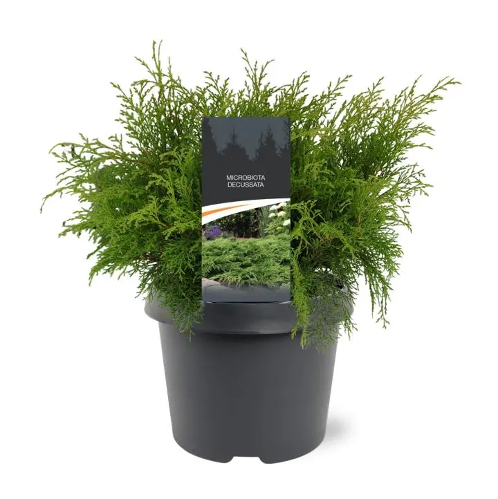 Østsibirisk Enebær - Potte 3,0 liter