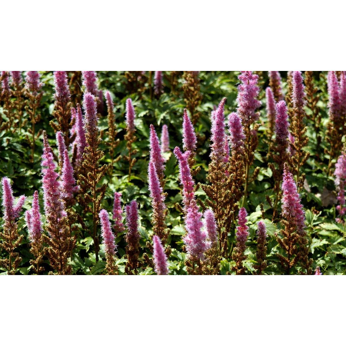 Astilbe 'Pumila' - MaxiPlugs 8 cm plugs i bakke med 28 stk.