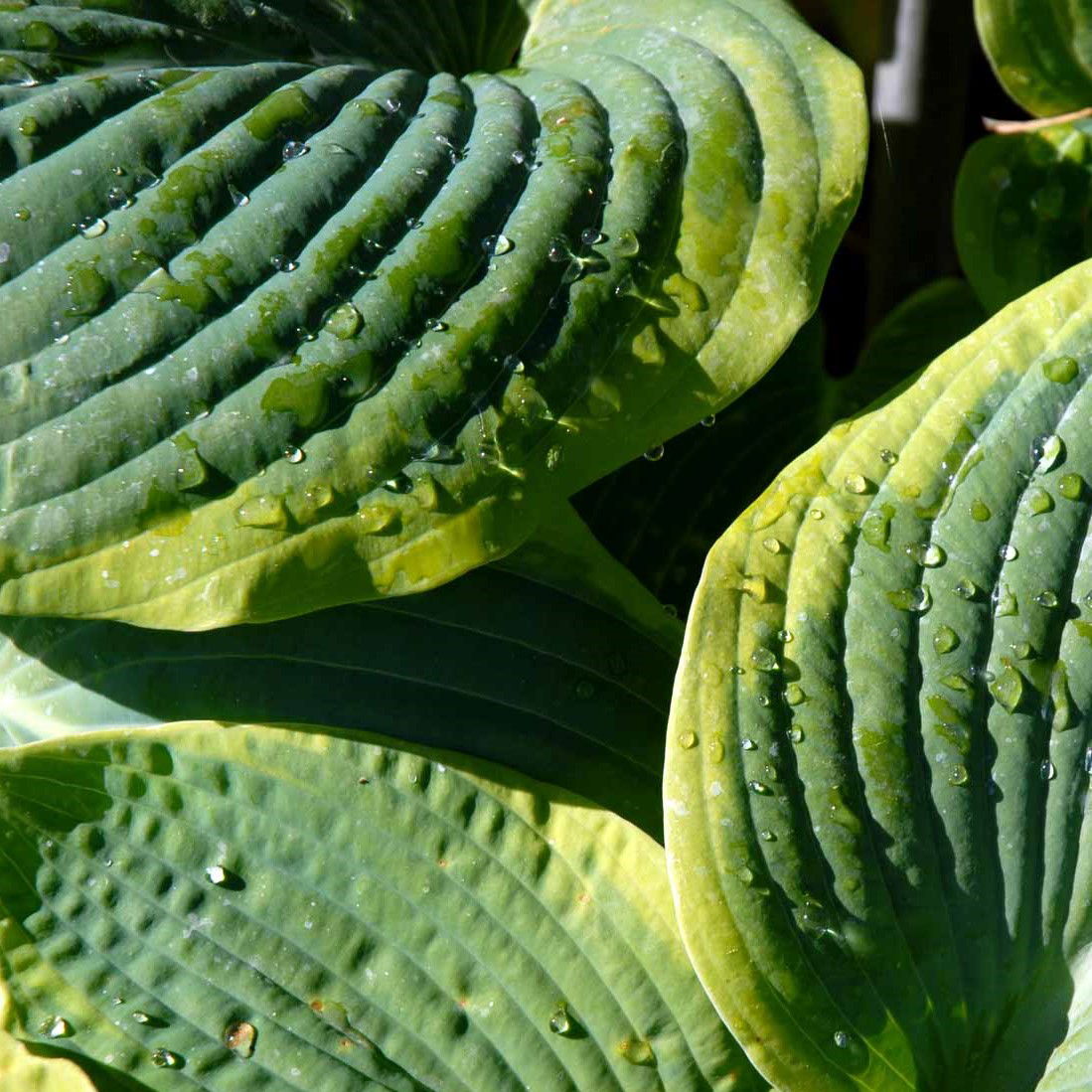 Hosta 'Wu-La-La' - Potte 1 liter