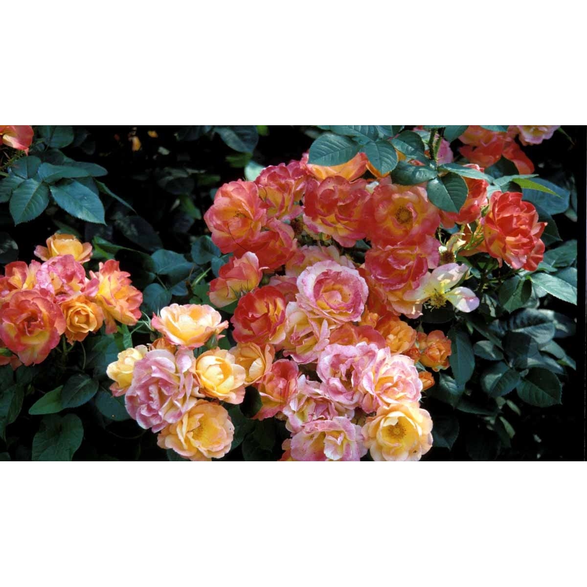 Buketrose &apos;Masquerade&apos;