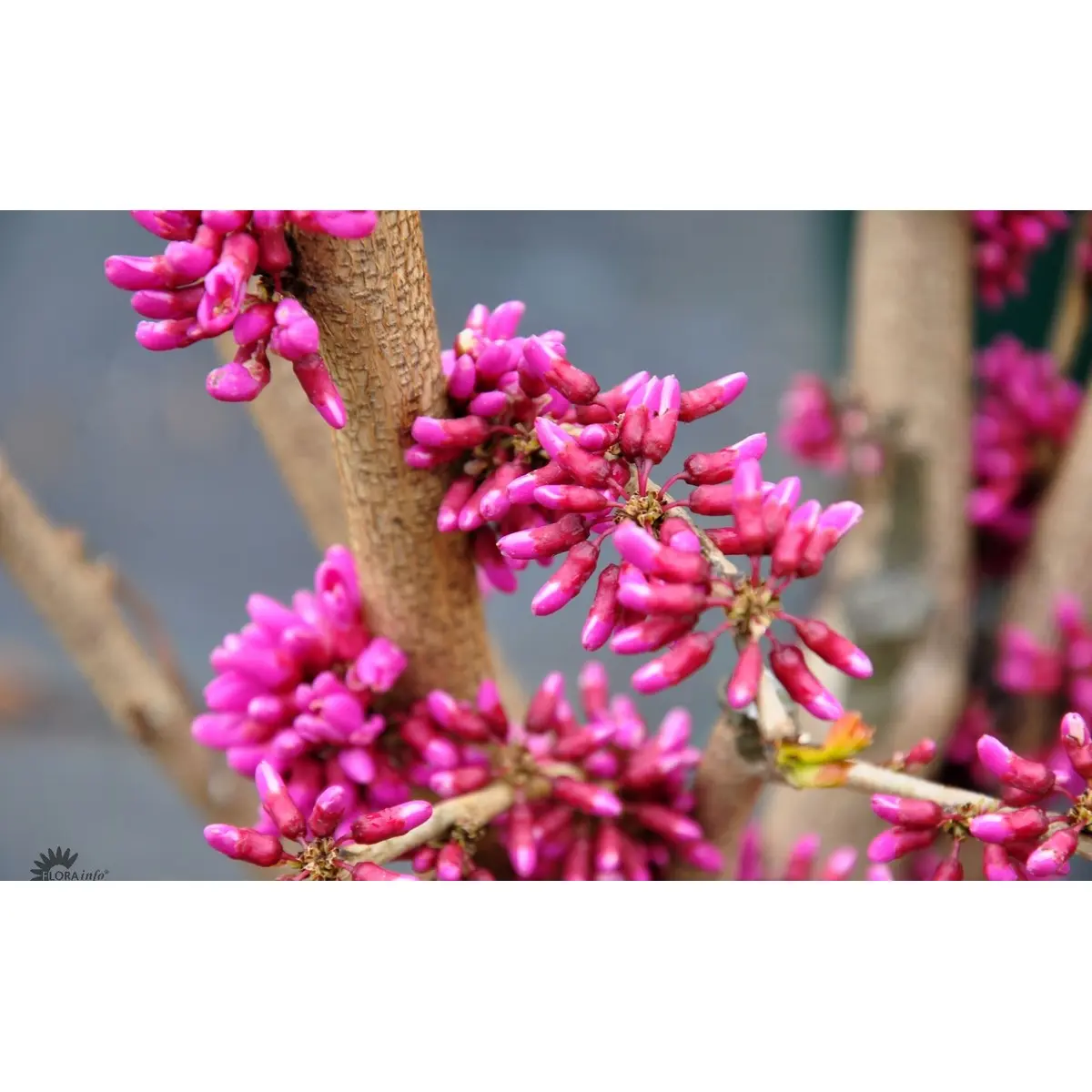 Judastræ &apos;Avondale&apos;