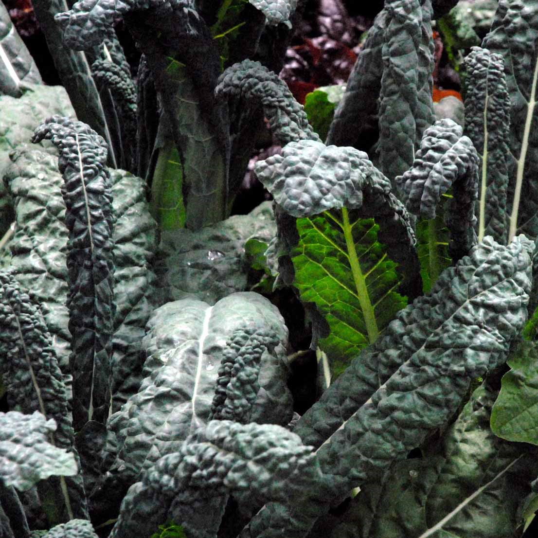 Palmekål Black Magic