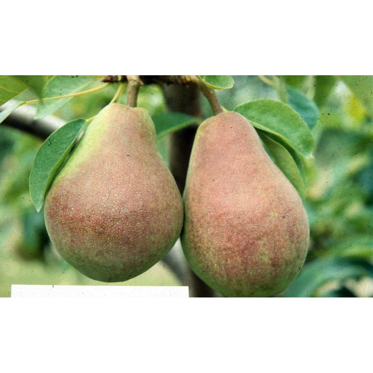 Pære &#39;Clapps Favorite&#39; - Havefrugttræ Potte 7,5 liter 150-175 cm