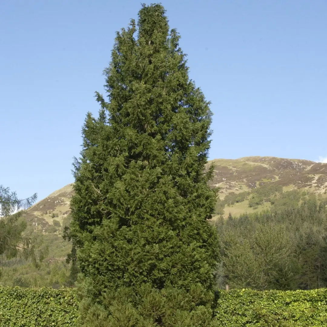 Blå cypres til hæk