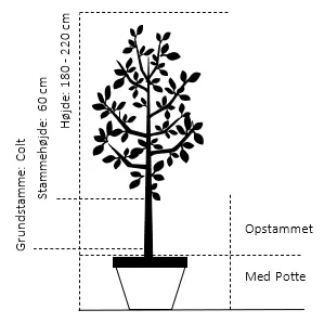 Sød Kirsebær 'Sweetheart' - Selvbestøvende