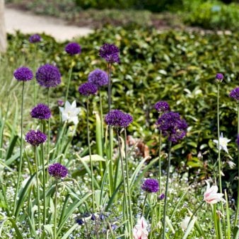 Prydløg 'Purple Sensation'