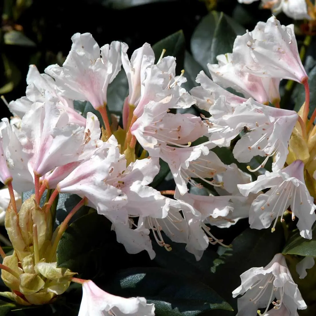 Rhododendron Cunningham&apos;s White