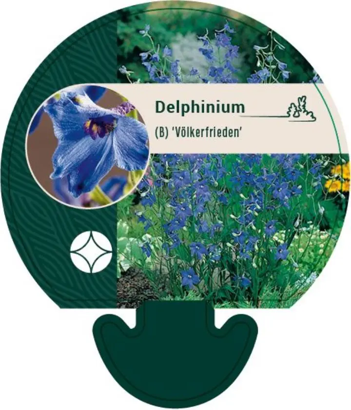 Ridderspore 'Völkerfrieden' - Potte 0,8 Liter