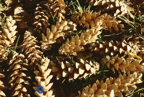 Pinus strobus, Weymouthsfyr, 15 - 25 m høj , 6 - 10 m bred træ med kegleformet krone, 5-nålet blågrønne bløde nåle, lang cylindrisk kogle sol solitært, gruppe, skov, have og park, jordbundstolerant, smukkest i læ