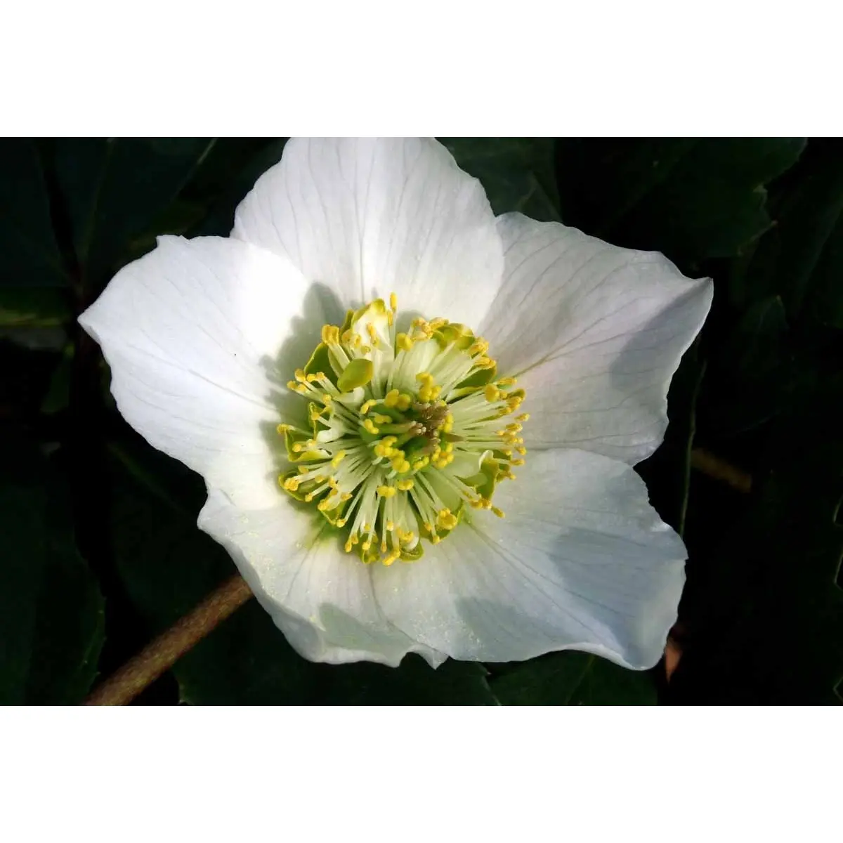 Julerose 'Praecox' - Potte 1 liter