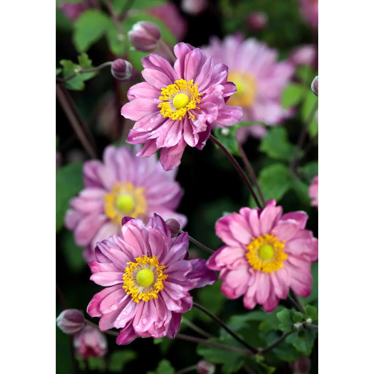 Høstanemone &apos;Pamina&apos;