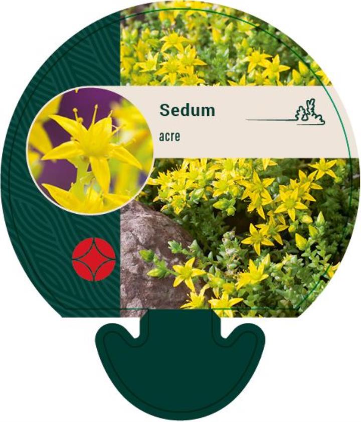 Bidende stenurt - Potte 0,8 Liter