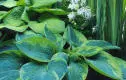 Funkia 'Flavocicnalis' - Potte 1 liter