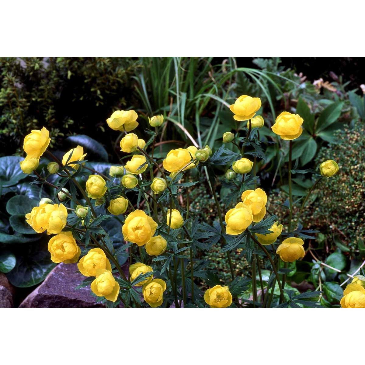 Engblomme - Potte 1 liter