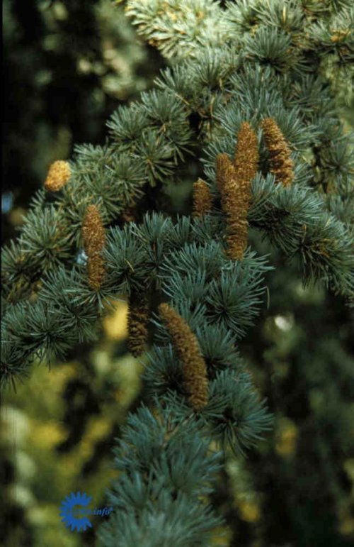 Cedrus atlantica Galuca Pendula, Hængende Atlasceder,