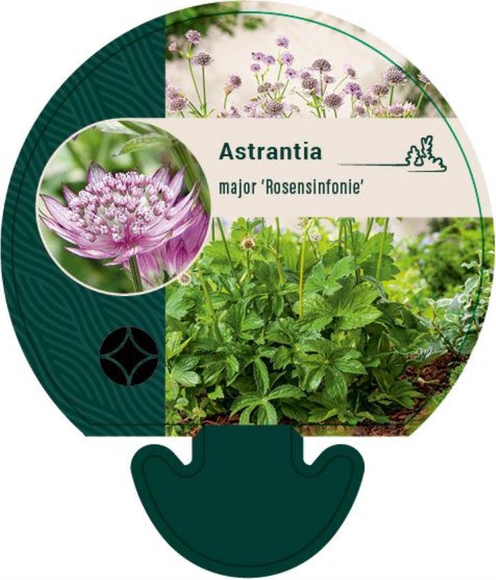 Stjerneskærm 'Rosensinfonie' - Potte 0,8 Liter