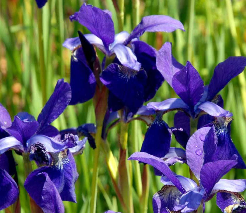 Sibirisk Iris &apos;Caesar&apos;s Brother&apos;