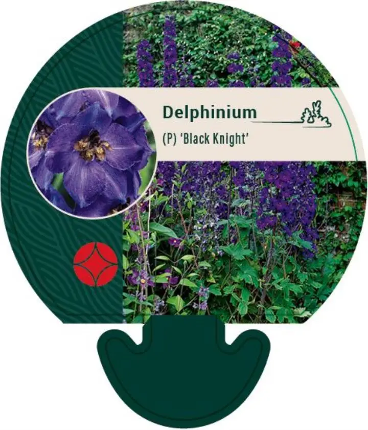 Ridderspore 'Black Knight' - Potte 0,8 Liter