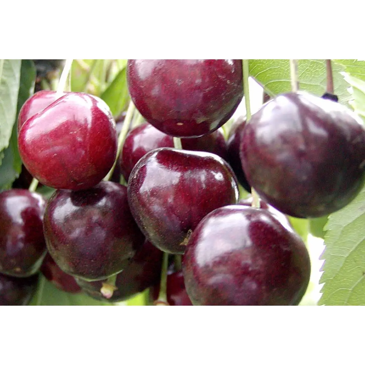 Sød Kirsebær &apos;Stella&apos; - Selvbestøvende