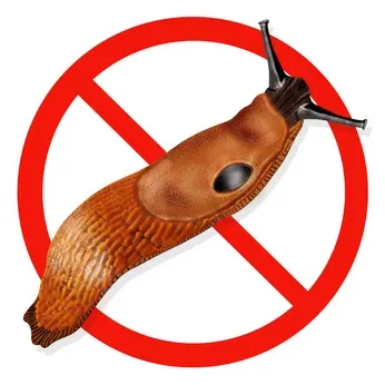 Ferramol mod Dræbersnegle