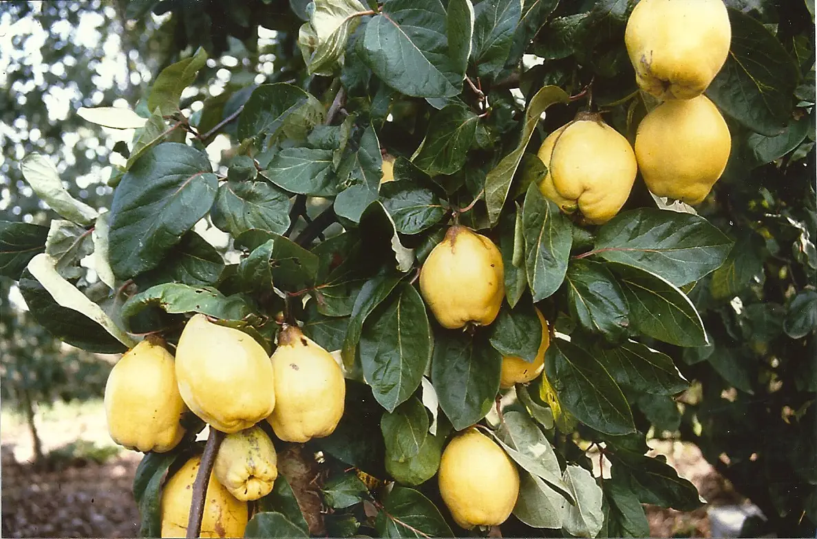 Pærekvæde &apos;Vranja&apos;