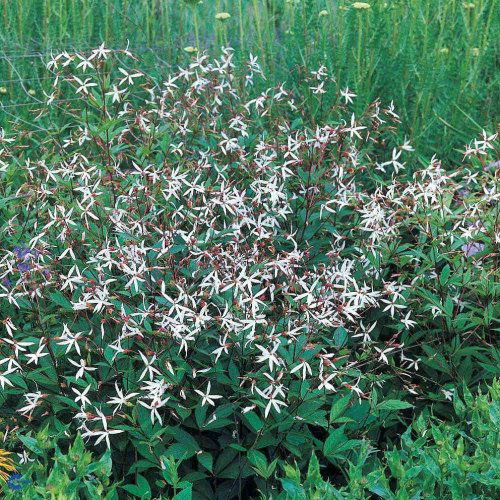 Gillenia trifoliata, Sommerfugleblomst, Halvhøj staude 60-80 cm Mørkegrønne tredelte blade, rødlige stængler Små hvide blomster i løse toppe i juni-juli Sol, halvskygge Snitblomst. Høstfarver