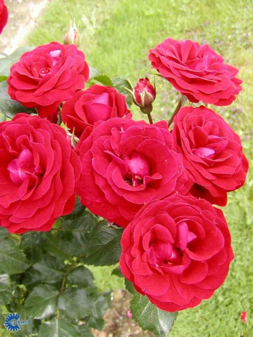 Rosa x Grand Palace, Palacerose Grand Palace,