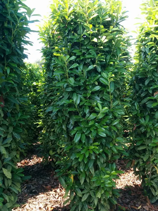 Kirsebærlaurbær 'Genolia'