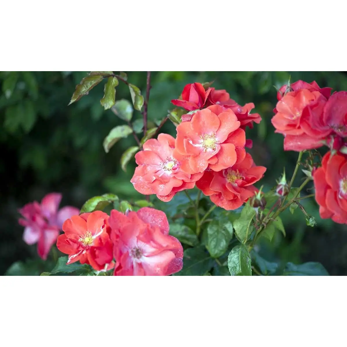 &apos;Feuerwerk&apos;®