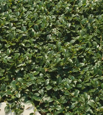 Cotoneaster micro. Streibs Findling, Dværgmispel Streibs Findling, Krybende stedsegrøn busk, små matgrønne blade, hvide blomster i maj, røde bær. Med alderen ca. 0,2m høj og 0,8m bred.