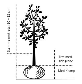 ÆBLE &#39;QUEEN COX&#39; - Træ med sidegrene, Stammeomkreds 10-12 cm. Med Klump