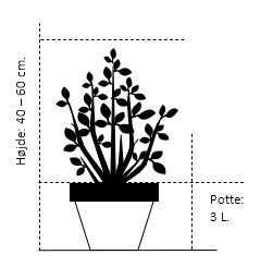 Blå cypres til hæk