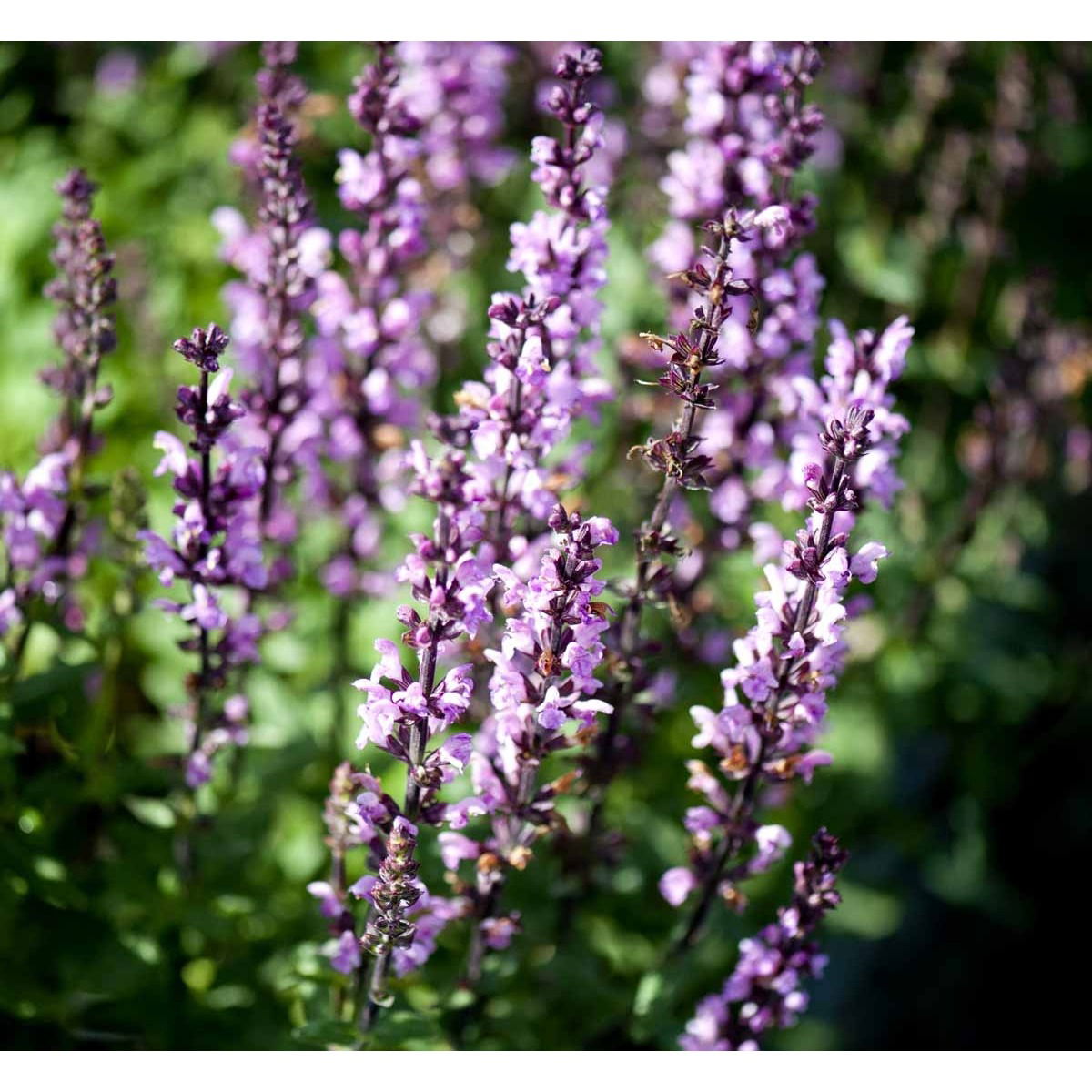 Staudesalvie &apos;Rose Rapsody&apos;