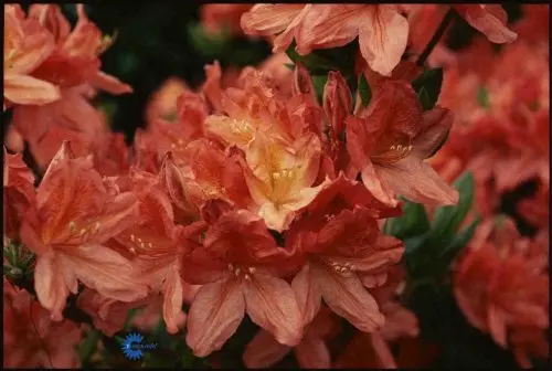 Knaphill Azalea Glowing Embers, Knaphill Azalea Glowing Embers, Løvfældende med busket vækst op til 1,5 - 2 m høj Blomstrer i maj måned Cremehvide blomster med flot gul ganeplet Særdeles hårdfør Placeres i fuld sol Kræver sur jordbund