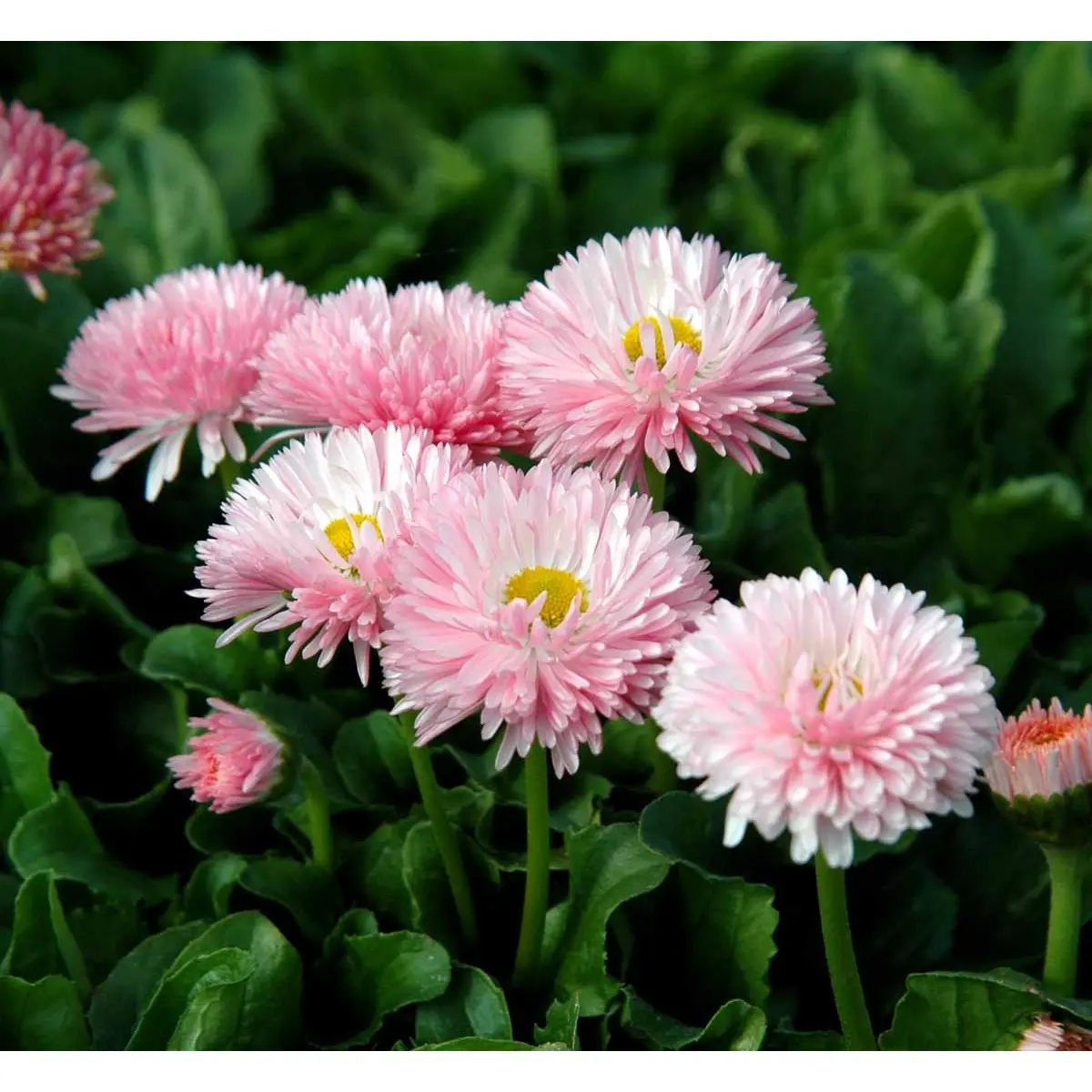 Tusindfryd 'Planet Strawberry and Cream' - 10 cm. Potte
