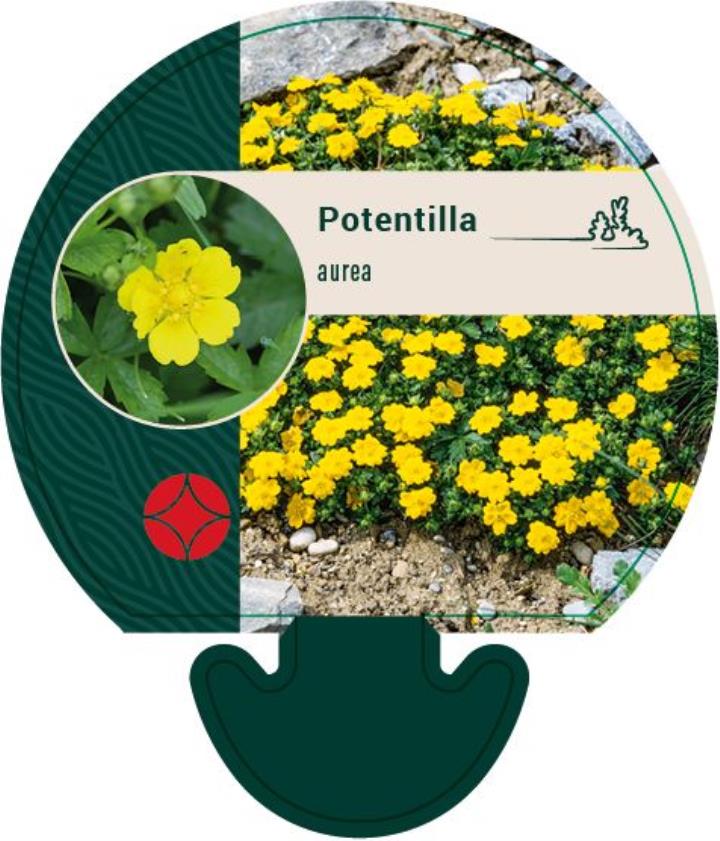 Potentil - Potte 0,8 Liter