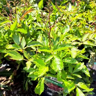Astilbe - Rosa - Potte 4,0 liter