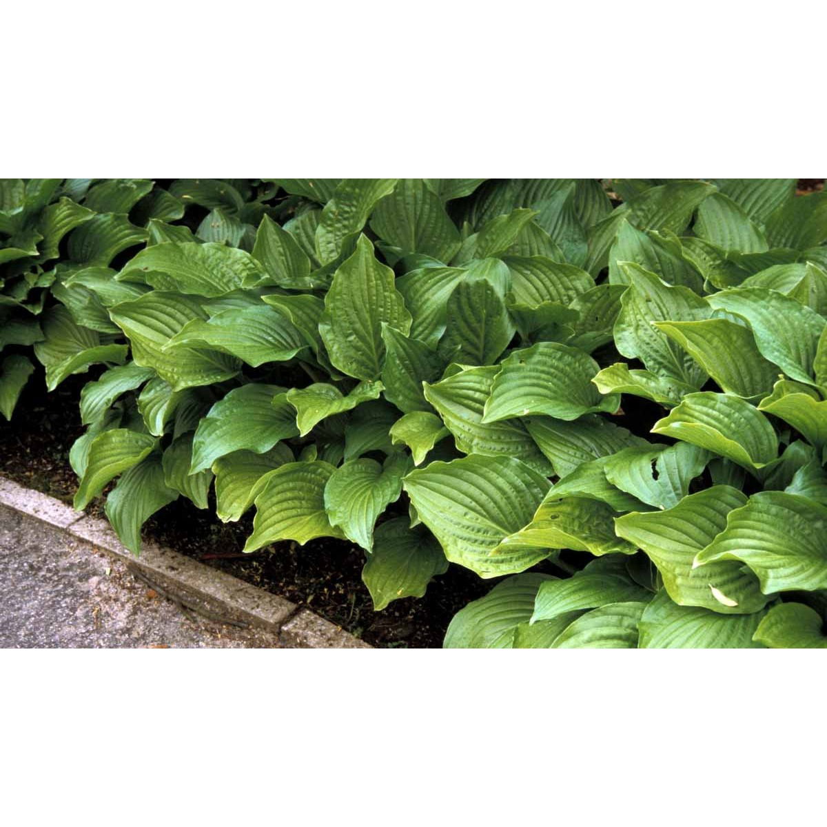 Funkia &apos;Royal Standard&apos;