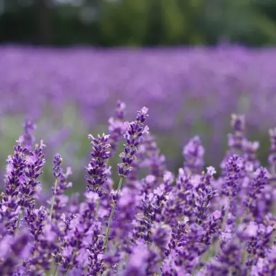 Lavendel
