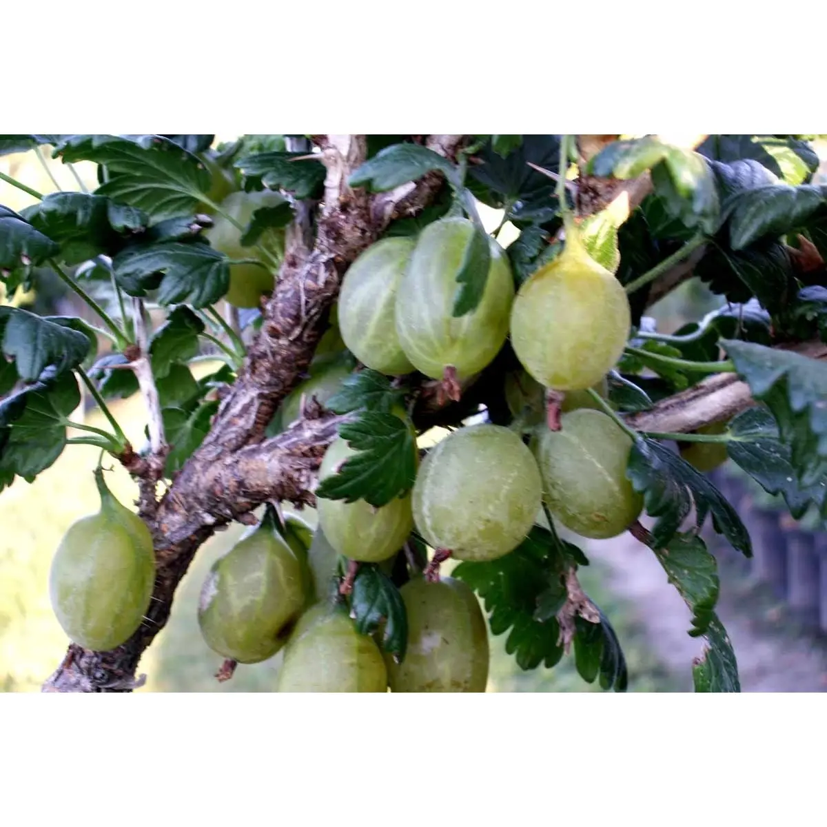 Stikkelsbær 'Gul Hinnomaki'