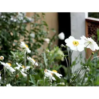 Høstanemone &apos;Andrea Atkinson&apos;