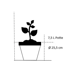 Skærmlilje - Potte 5,0 liter